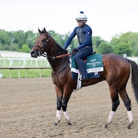 Iron Honor, the Preakness morning-line favorite, at Laurel Park 