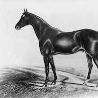 Kentucky Debry winner Aristides