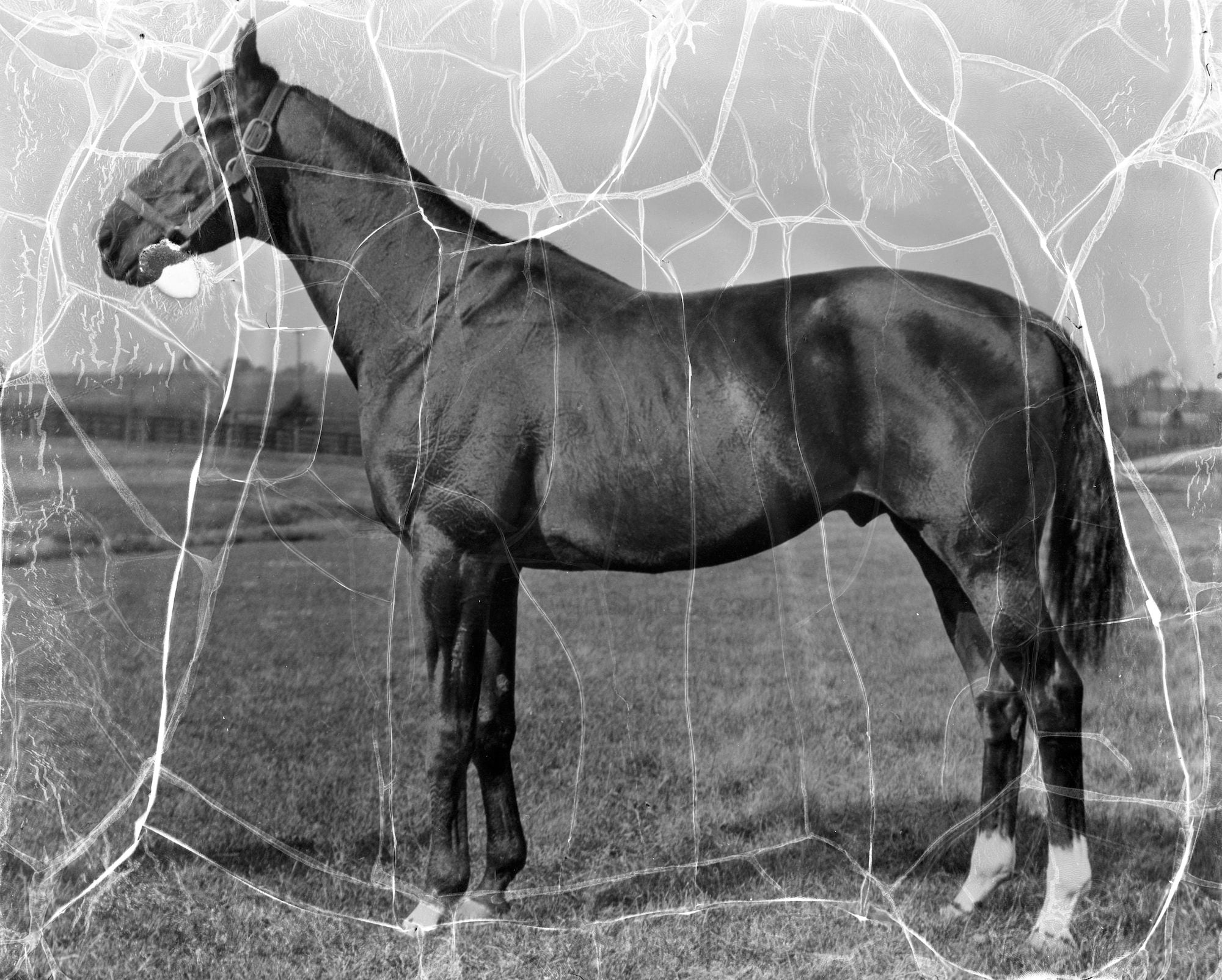 1927 Kentucky Derby winner Whiskery