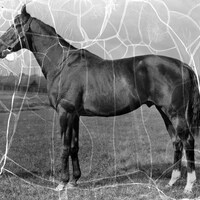 1927 Kentucky Derby winner Whiskery