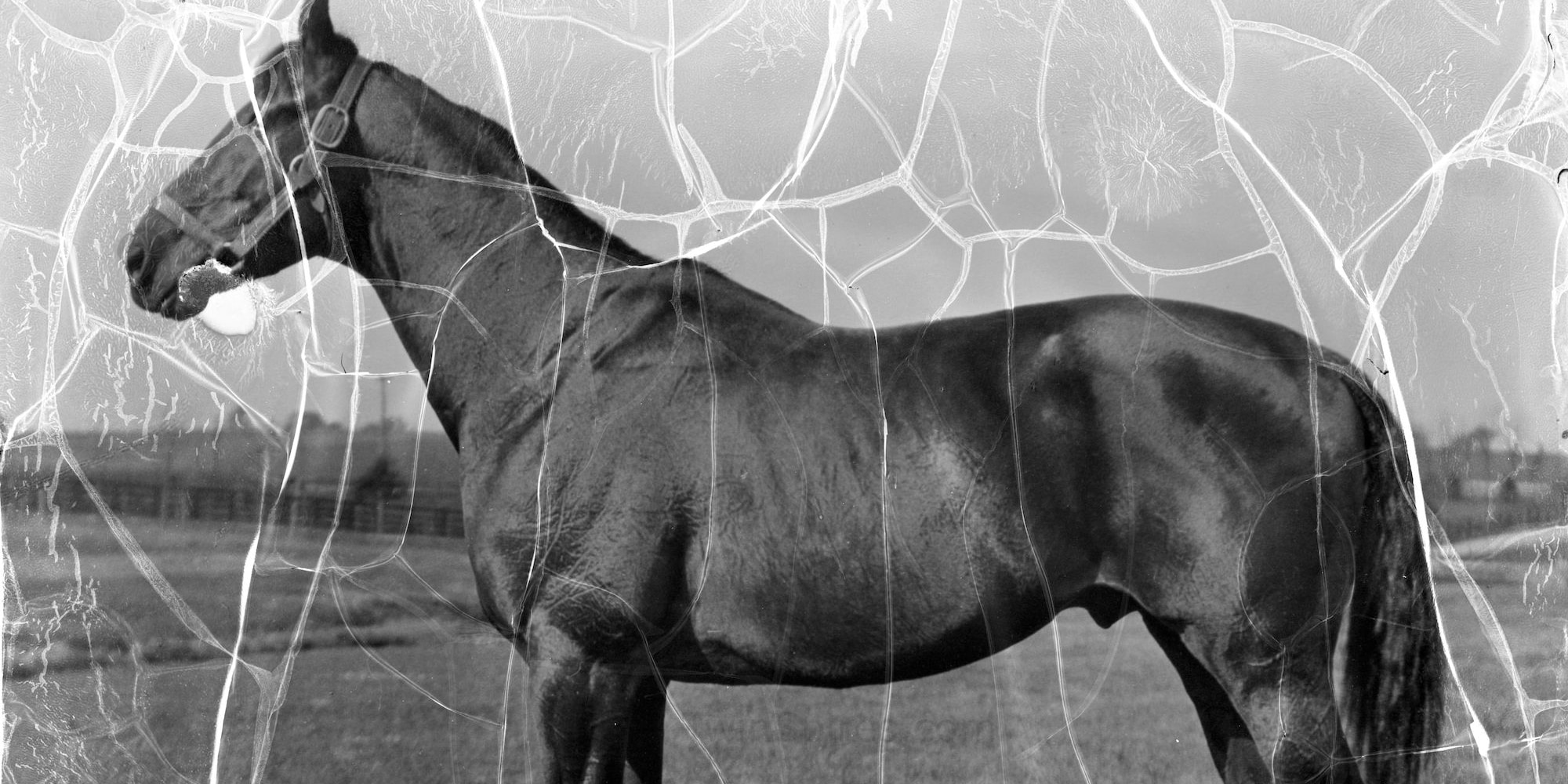1927 Kentucky Derby winner Whiskery