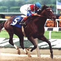 Cigar began his winning streak in a Friday allowance race at Aqueduct in 1994. (Photo by Bob Coglianese)