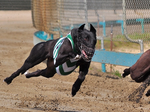 Southland-Grehound-Dog-1
