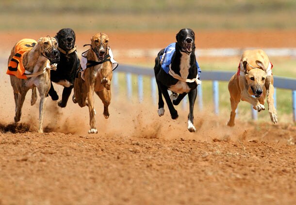 gh racing dogs