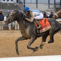 Albus wins the Wood Memorial at Aqueduct.