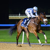 The filly Arigatou Gozaimasu romped in her career debut at Meydan (Photo by Dubai Racing Club)