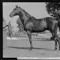 Blue Larkspur circa 1930 to 1939 (Photo courtesy of the University of Kentucky Special Collections Research Center)