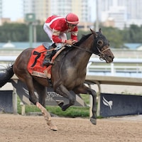 Burnham Square winning the Holy Bull (G3) at Gulfstream Park (Photo by Coglianese Photos/Lauren King)