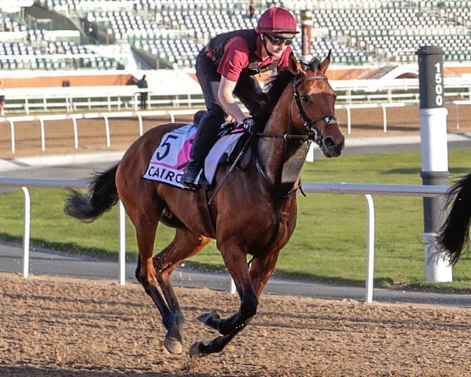 Cairo shown exercising at Meydan for the 2023 UAE Derby