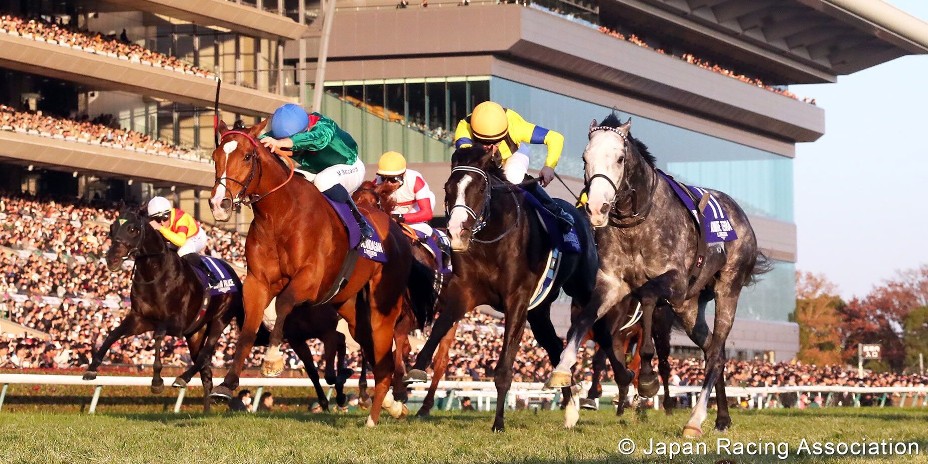 Calandagan edges Masquerade Ball and the riderless Admire Terra in the Japan Cup (G1)