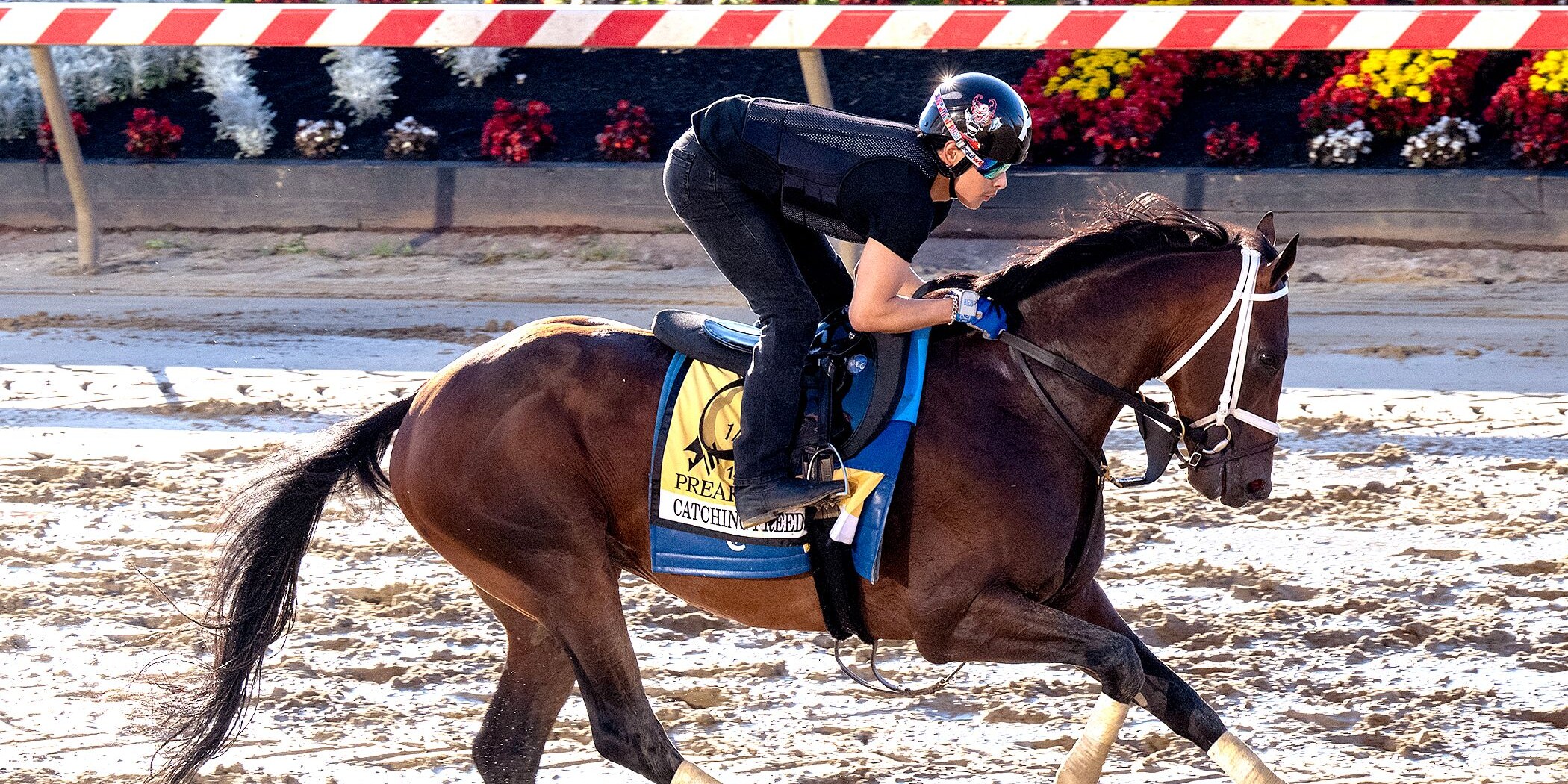 Catching Freedom trains for the Preakness (Photo by Jim McCue/Maryland Jockey Club)