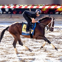 Catching Freedom trains for the Preakness (Photo by Jim McCue/Maryland Jockey Club)