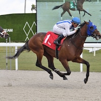 Chaos Agent wins at Gulfstream Park.