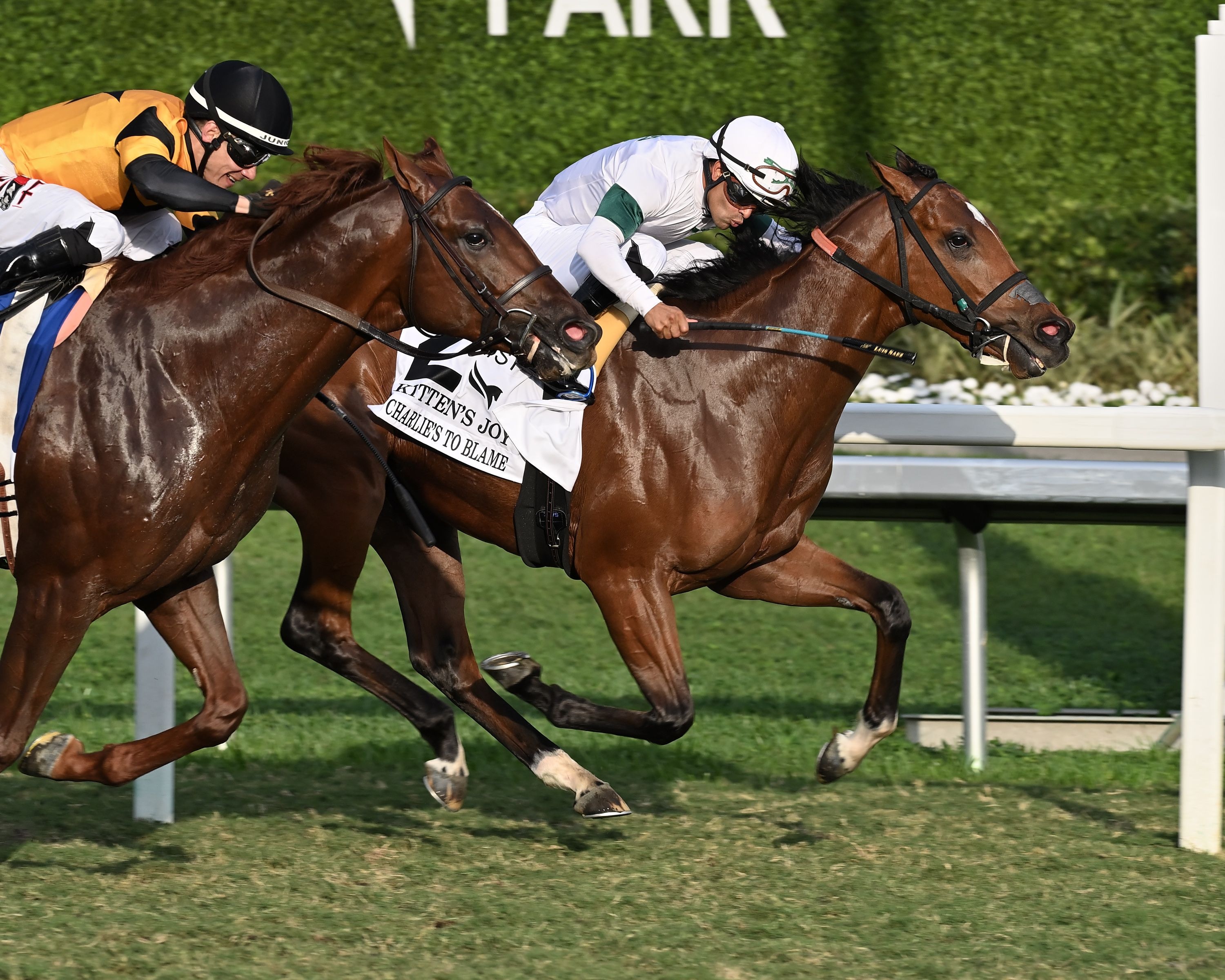 Charlie's to Blame wins the Kitten Joy at Gulfstream Park.