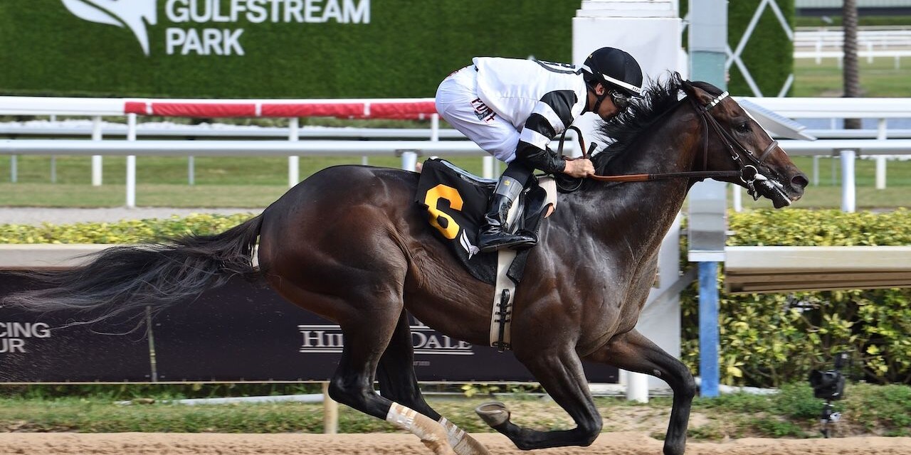 Chief Wallabee wins at Gulfstream Park.