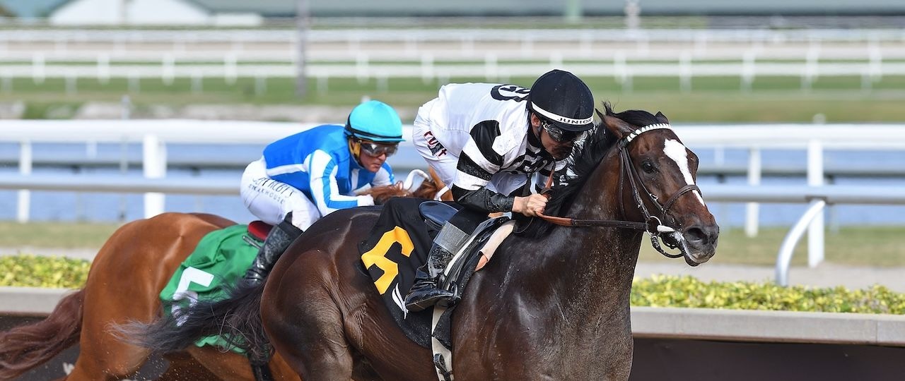 Chief Wallabee wins at Gulfstream Park.