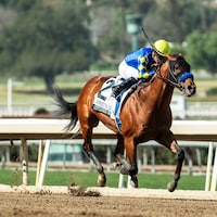 Citizen Bull winning the Robert B. Lewis (G3) at Santa Anita (Photo by Benoit Photo)