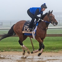 Clever Again trains at Pimlico for the Preakness S. 2025 (Photo by MJC/Jerry Dzierwinski)