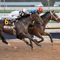 Commandment wins the Fountain of Youth at Gulfstream Park.