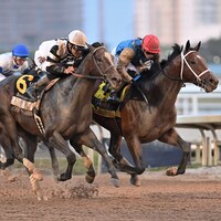 Commandment wins the Fountain of Youth at Gulfstream Park.