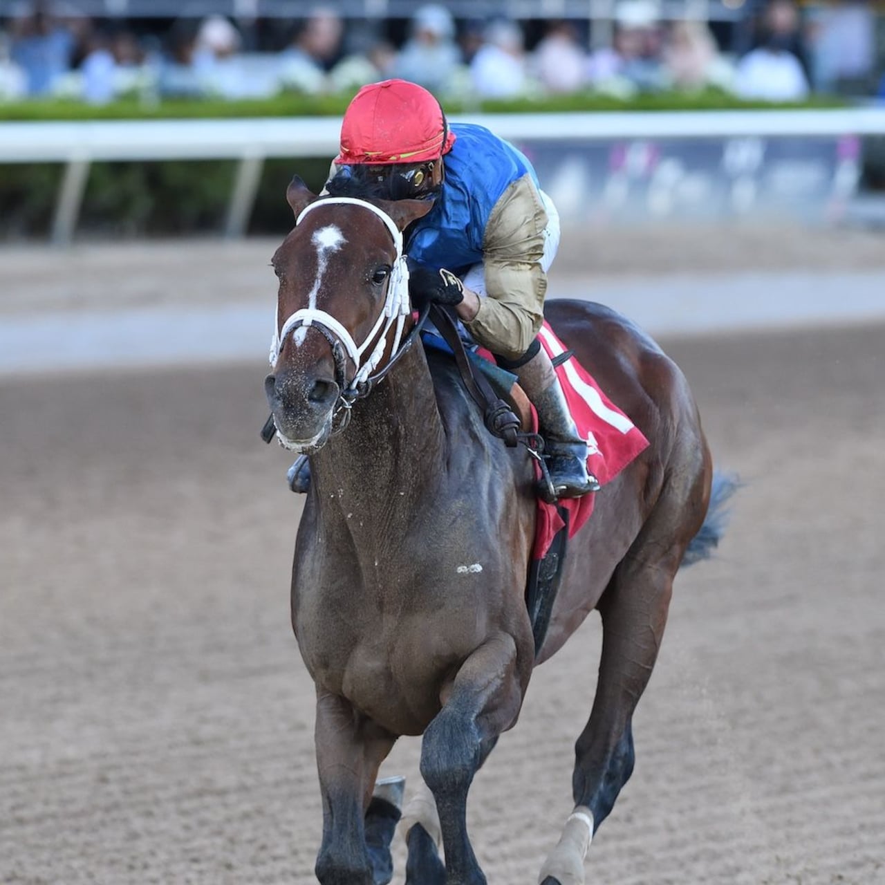 Commandment wins the Mucho Macho Man.