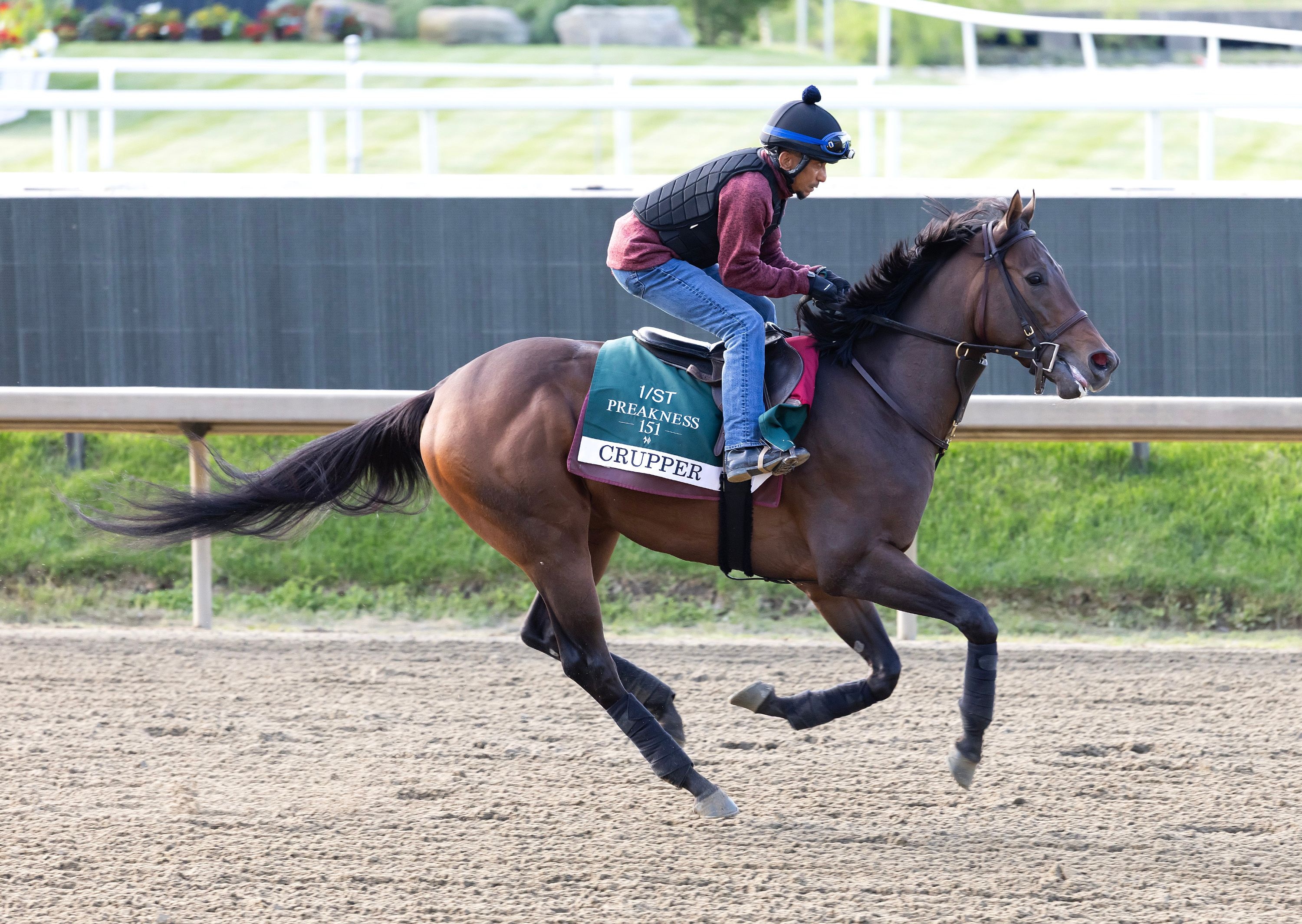 Crupper trains at Laurel Park ahead of the Preakness Stakes (Photo by Equi-Photo/Bill Denver)