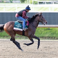 Crupper trains at Laurel Park ahead of the Preakness Stakes (Photo by Equi-Photo/Bill Denver)