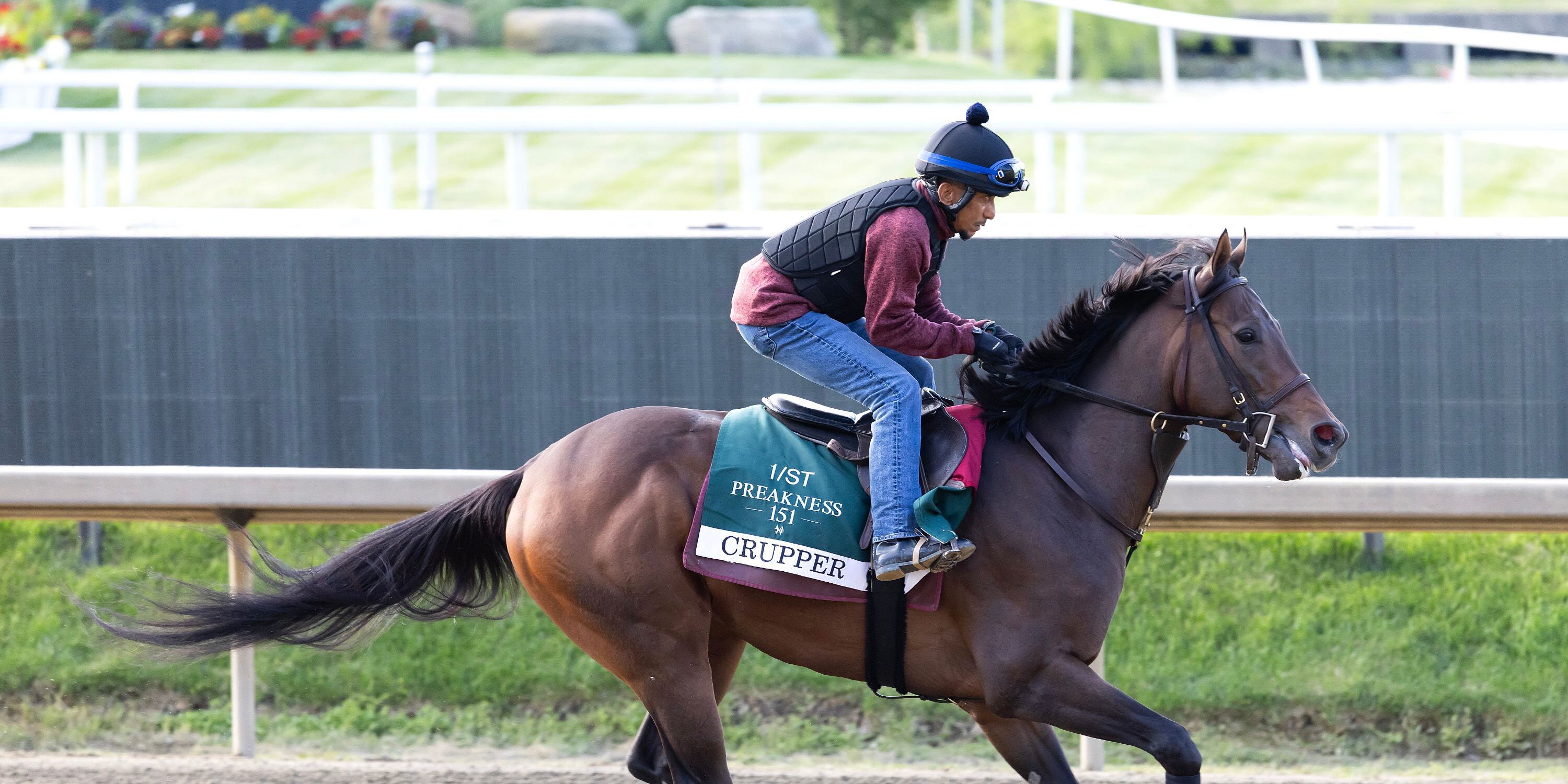 Crupper trains at Laurel Park ahead of the Preakness Stakes (Photo by Equi-Photo/Bill Denver)