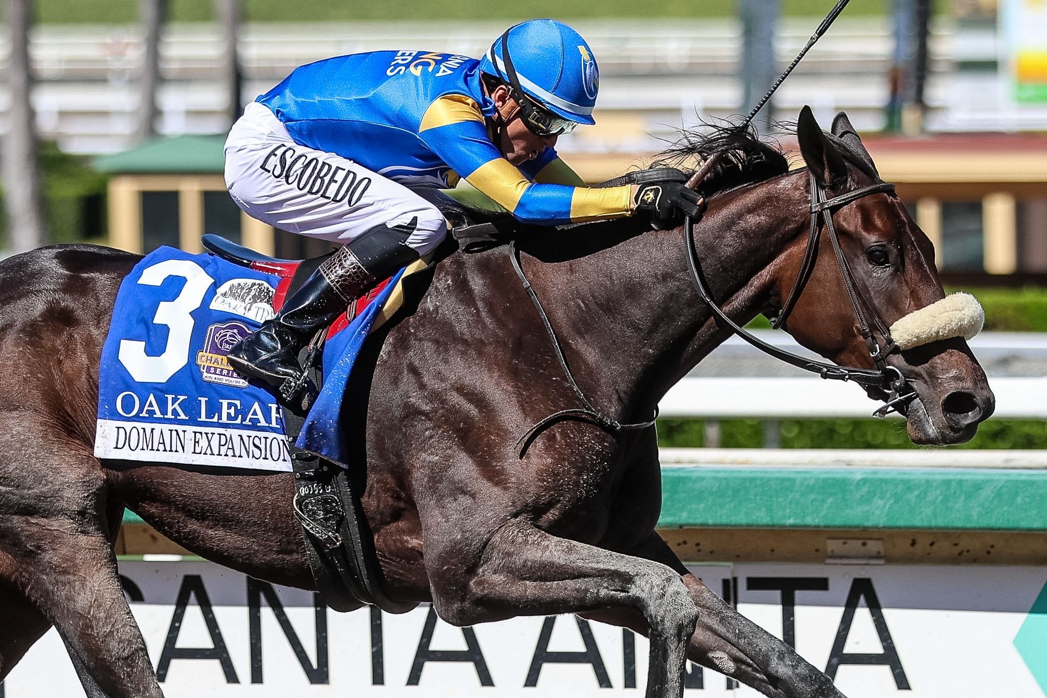 Domain Expansion wins the Oak Leaf (G2) at Santa Anita.
