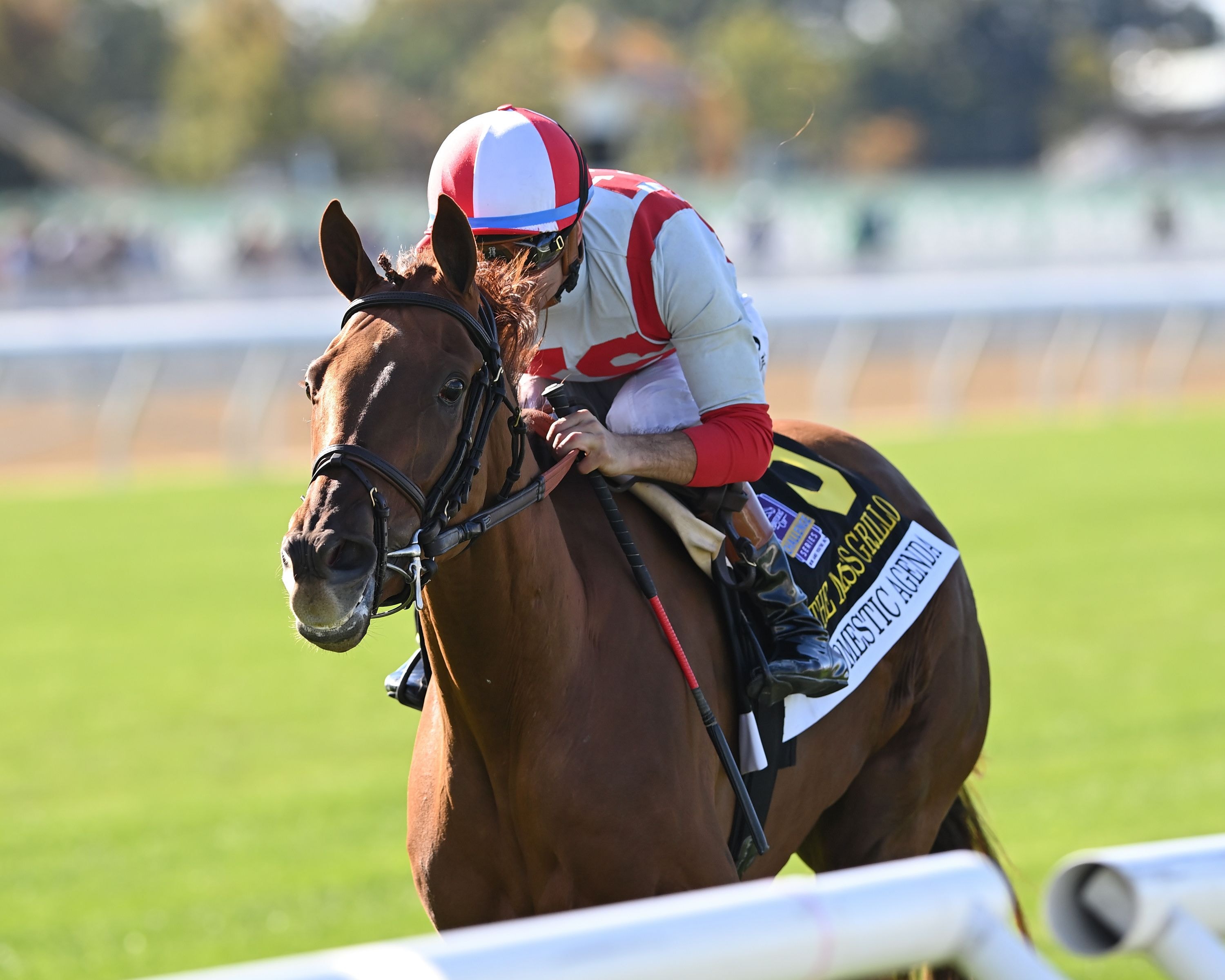 Domestic Agenda wins the Miss Grillo (G2) at Belmont Park.