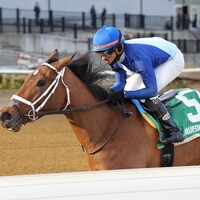 Dazzling Dame wins the Busanda Stakes at Aqueduct.