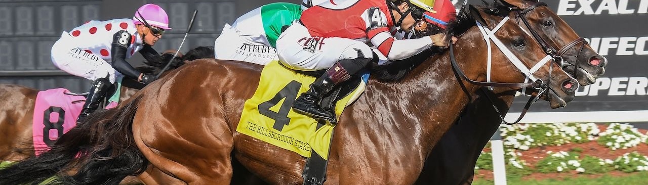 Destino D'Oro wins the Hillsborough at Tampa Bay Downs. 