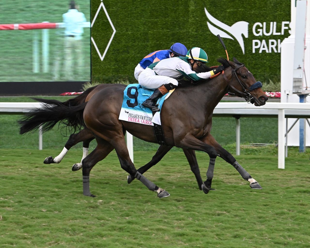 Didia winning the Pegasus World Cup Filly and Mare Turf (G2) at Gulfstream Park (Photo by Coglianese Photos/Lauren King)