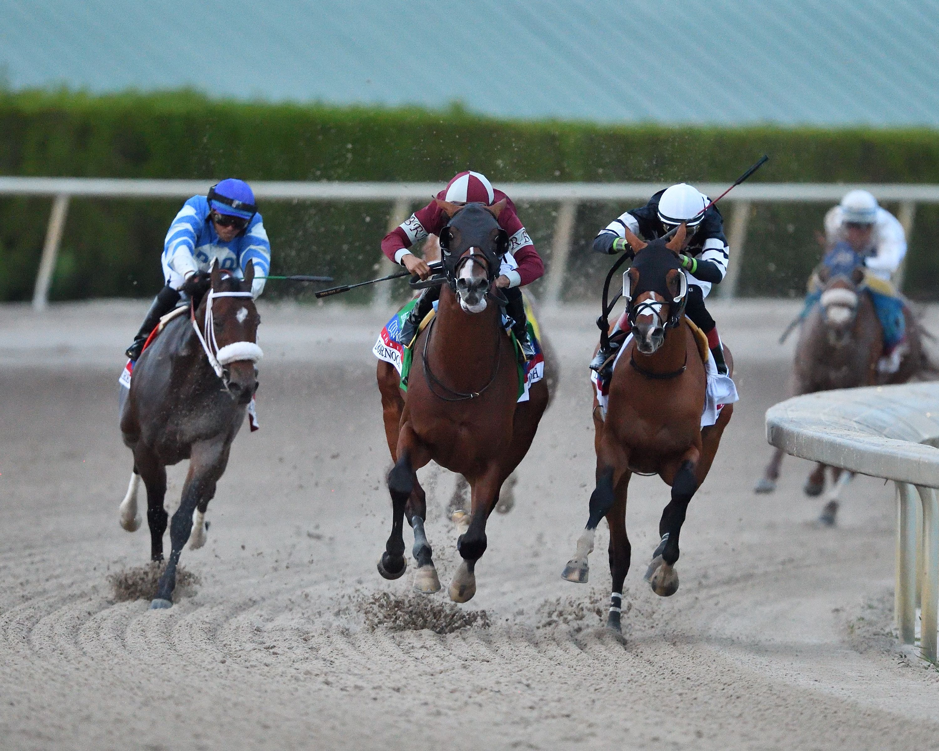 Dornoch winning the Fountain of Youth Stakes in 2024