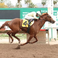 E J Won The Cup wins the Turf Paradise Derby
