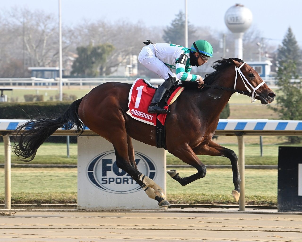 El Capi winning his debut at Aqueduct (Photo by Coglianese Photos)
