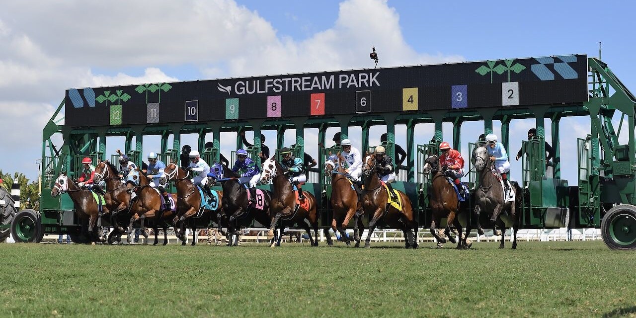 Starting gate on Florida Derby Day at Gulfstream Park.