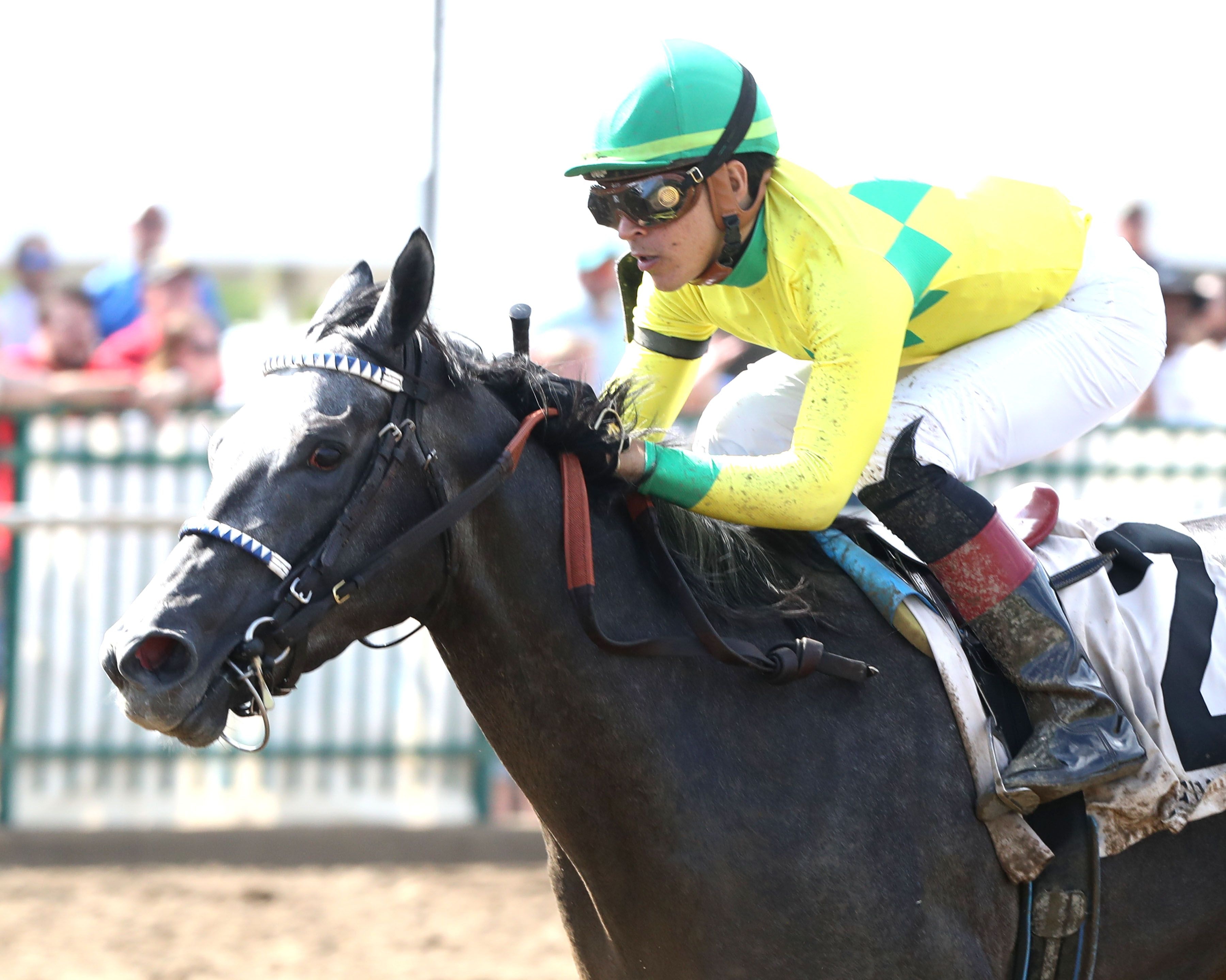 Fibber wins at Ellis Park.