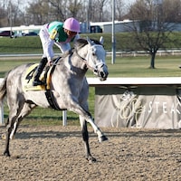 Final Gambit wins the Jeff Ruby Steaks at Turfway Park.