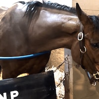 Flatter Me Silly at Fair Grounds. (Blaise Bollman/TwinSpires.com)