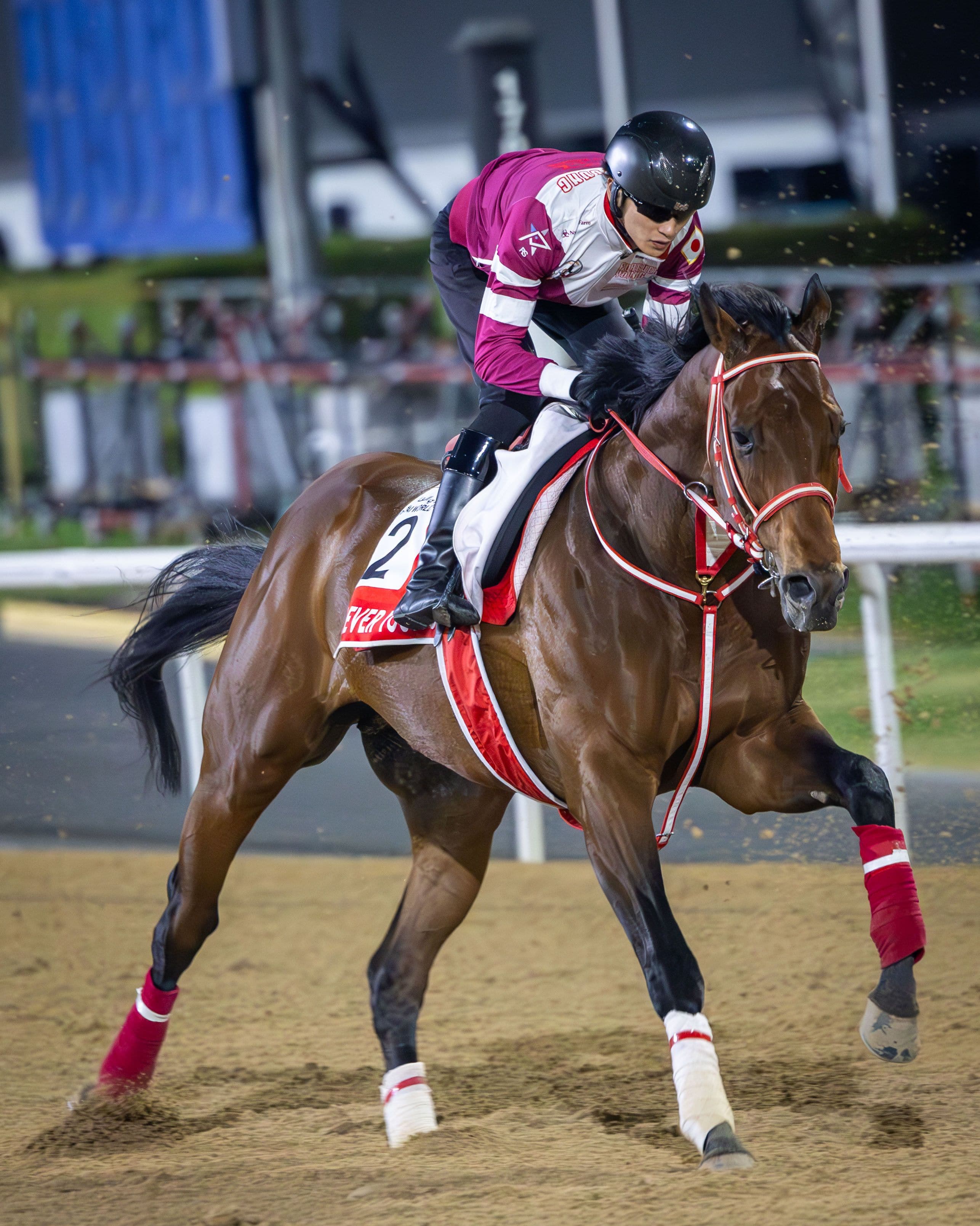 Forever Young works for the Dubai World Cup
