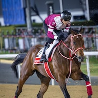 Forever Young works for the Dubai World Cup