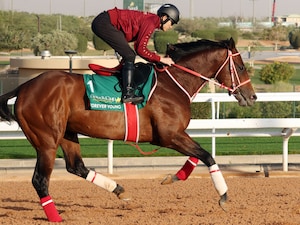 Forever Young trains for his title defense in the 2026 Saudi Cup (G1)