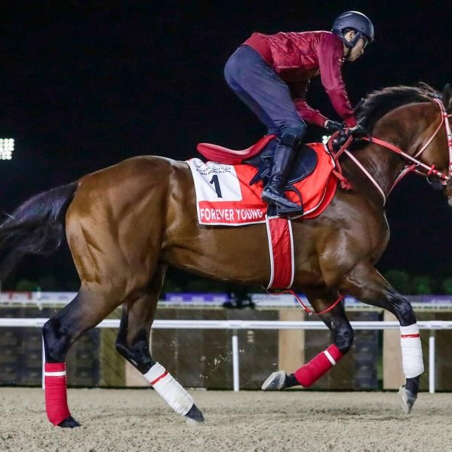 Forever Young training at Meydan for the 2026 Dubai World Cup (G1)