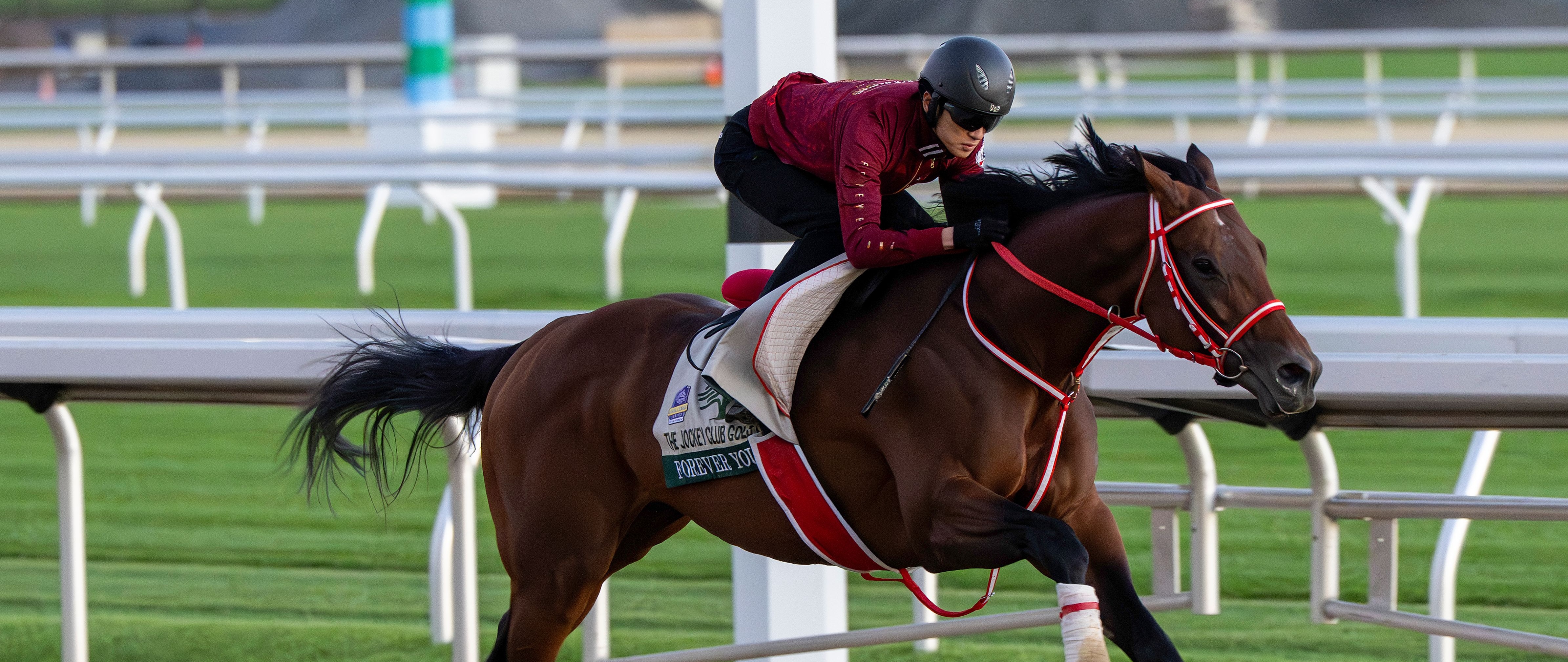 Forever Young breezes on Belmont Park main track 2026 (Photo by Coglianese Photos/NYRA)