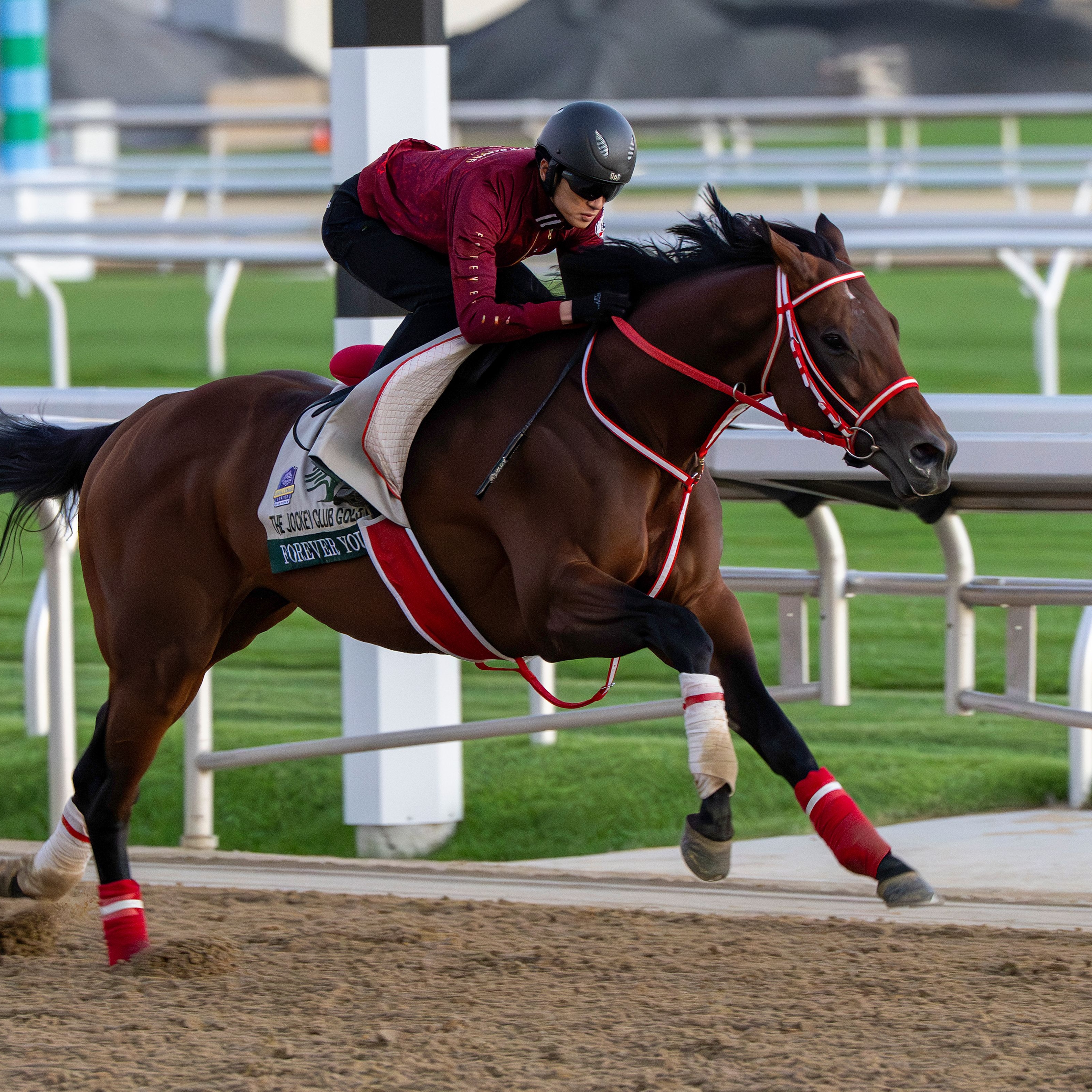Forever Young breezes on Belmont Park main track 2026 (Photo by Coglianese Photos/NYRA)