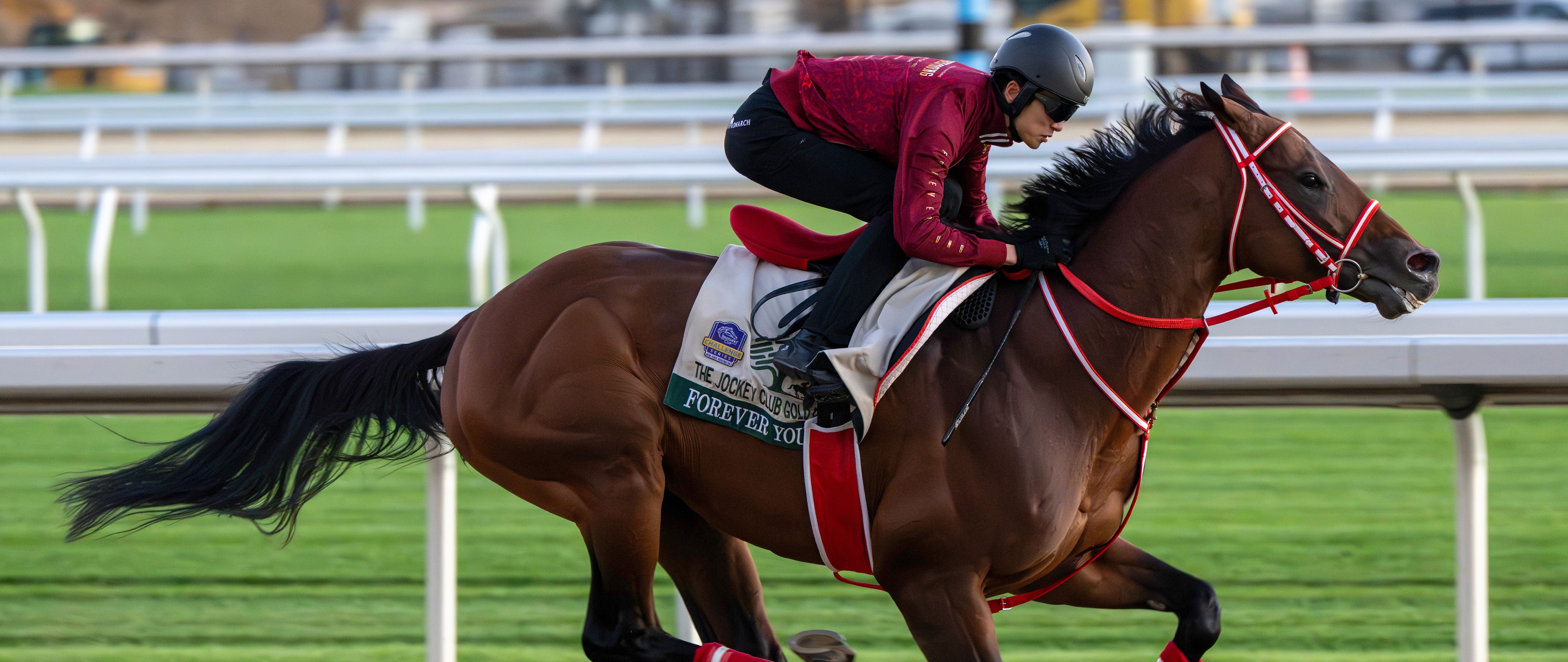 Forever Young breezes on Belmont Park main track 2026 (Photo by Coglianese Photos/NYRA)