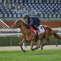 Geoglyph completes a track workout prior to the Dubai World Cup.