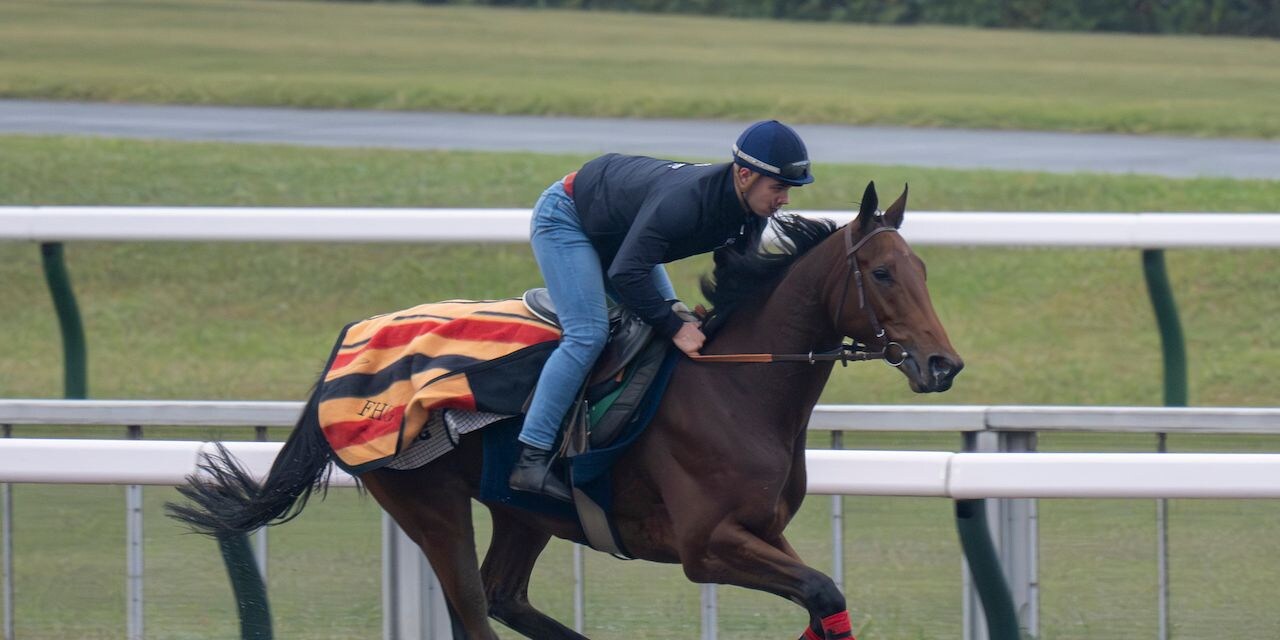 Goliath stretches his legs ahead of the Japan Cup (Photo by Horsephotos.com)