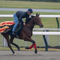 Goliath stretches his legs ahead of the Japan Cup (Photo by Horsephotos.com)